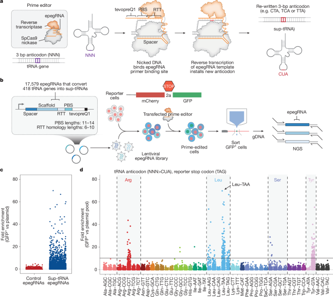 Prime editing-installed suppressor tRNAs for disease-agnostic genome editing