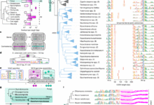 Progressive coevolution of the yeast centromere and kinetochore