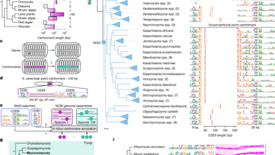 Progressive coevolution of the yeast centromere and kinetochore