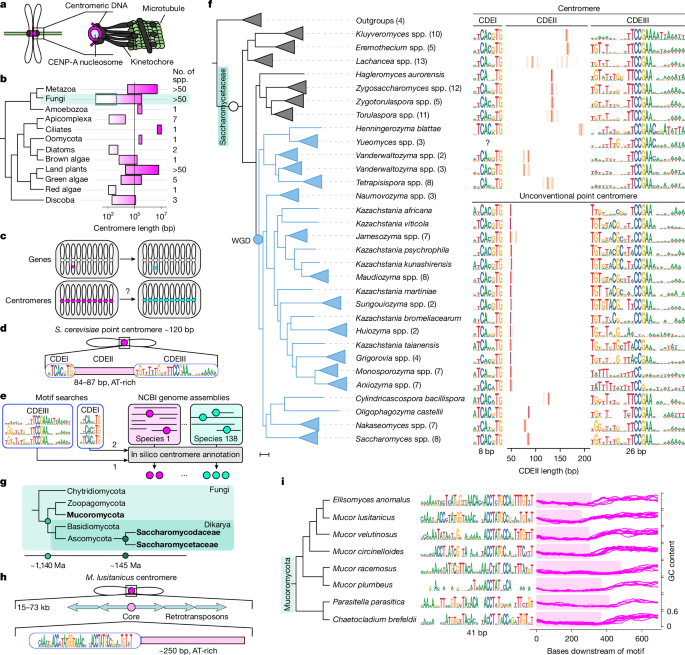 Progressive coevolution of the yeast centromere and kinetochore