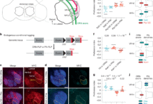 Repulsions instruct synaptic partner matching in an olfactory circuit