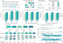 Semantic design of functional de novo genes from a genomic language model