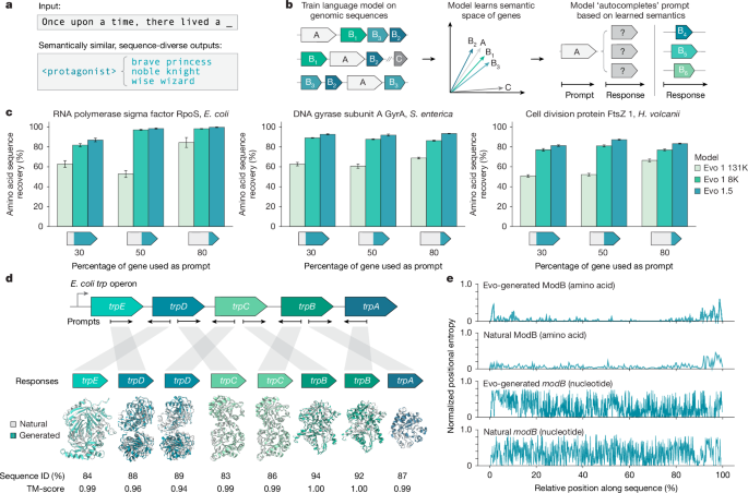 Semantic design of functional de novo genes from a genomic language model Semantic design of functional de novo genes from a genomic language model