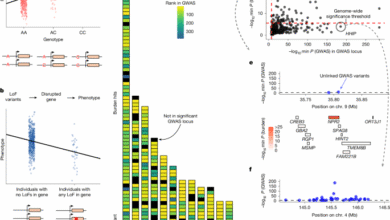 Specificity, length and luck drive gene rankings in association studies