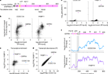 Structural basis of regulated N-glycosylation at the secretory translocon