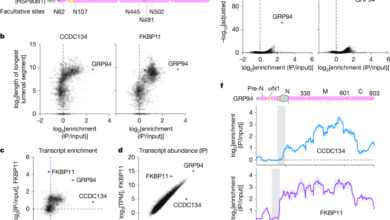 Structural basis of regulated N-glycosylation at the secretory translocon