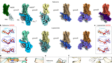 Structural snapshots capture nucleotide release at the μ