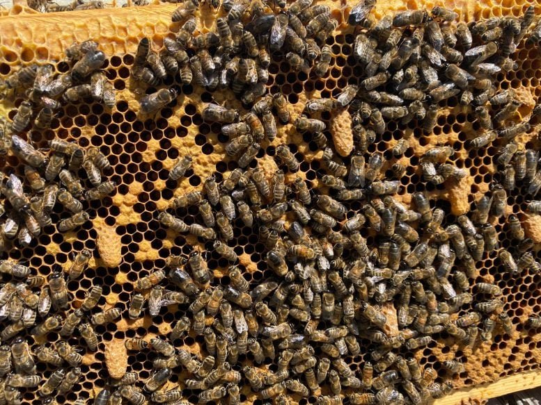 لقد اكتشف العلماء أخيرًا لماذا تطيح مستعمرات النحل بملكاتها 3 Supersedure Cells on a Honey Bee Frame