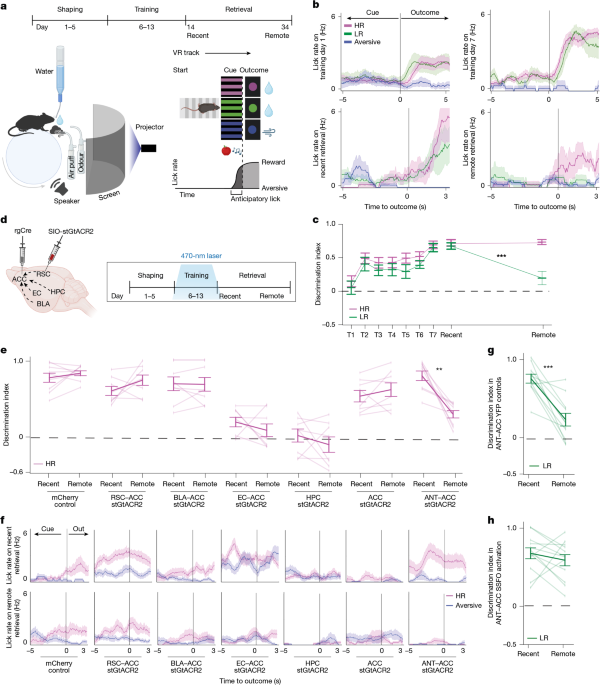Thalamocortical transcriptional gates coordinate memory stabilization Thalamocortical transcriptional gates coordinate memory stabilization