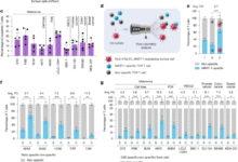 Tumour-reactive heterotypic CD8 T cell clusters from clinical samples
