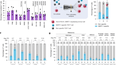 Tumour-reactive heterotypic CD8 T cell clusters from clinical samples