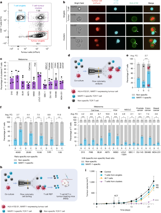 Tumour-reactive heterotypic CD8 T cell clusters from clinical samples
