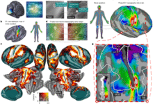Vicarious body maps bridge vision and touch in the human brain