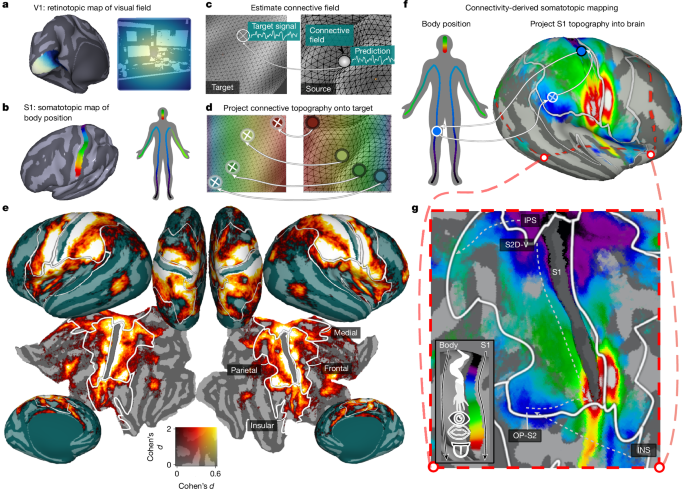 Vicarious body maps bridge vision and touch in the human brain