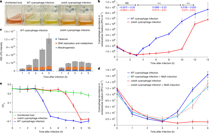 Viral NblA proteins negatively affect oceanic cyanobacterial photosynthesis Viral NblA proteins negatively affect oceanic cyanobacterial photosynthesis
