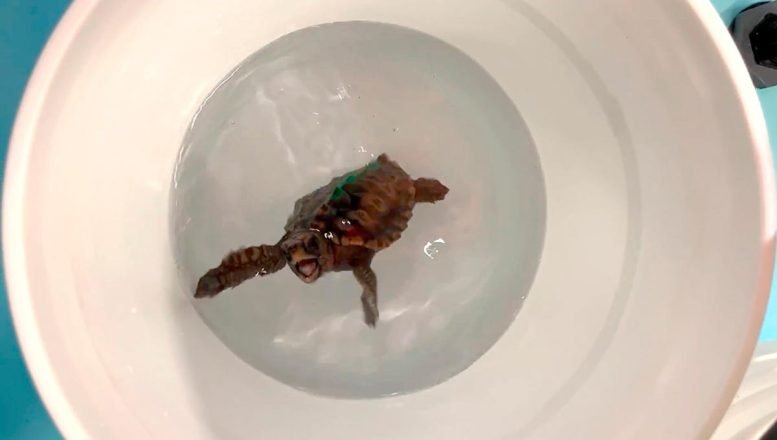 السلاحف الصغيرة ترقص من أجل العلم وتكشف كيف تتنقل في البحر المفتوح