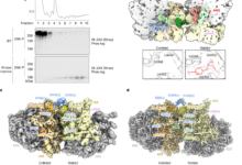 ZAK activation at the collided ribosome