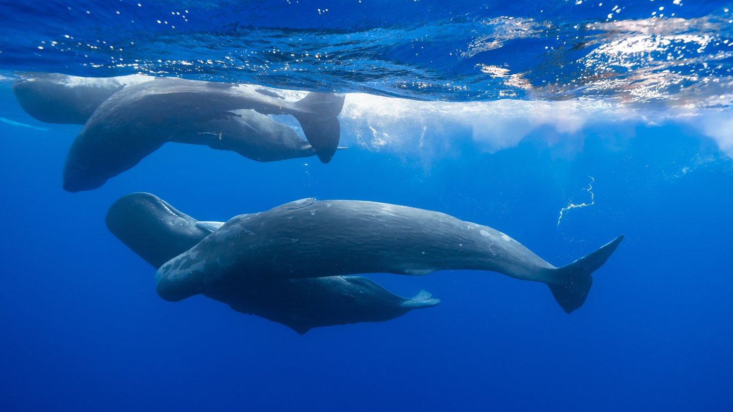 كشف الذكاء الاصطناعي عن رمز اتصال جديد لحيتان العنبر