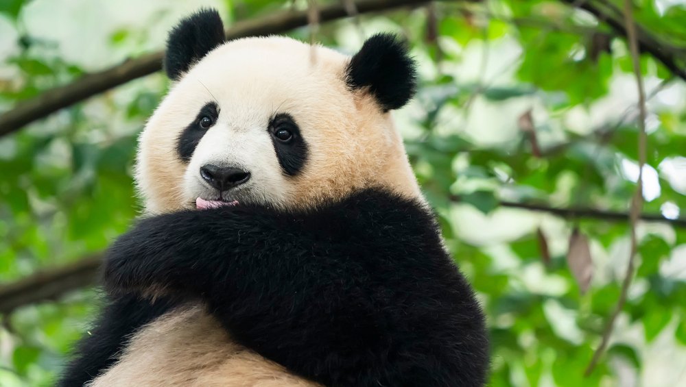 تستخدم الباندا أعواد الخدش بسبب سمة تطورية فريدة من نوعها