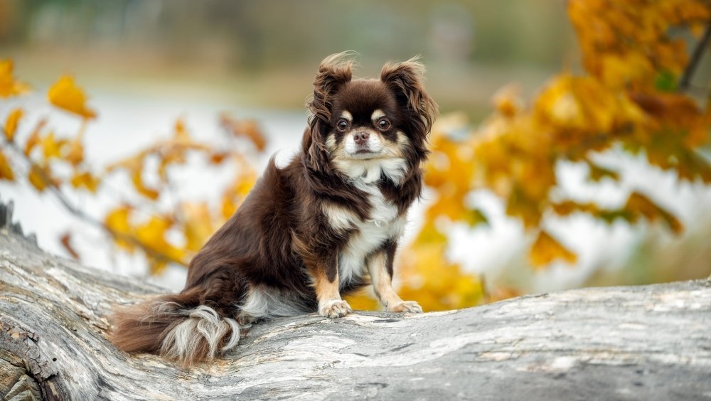 تم العثور على جينات ذئب مهمة في الشيواوا