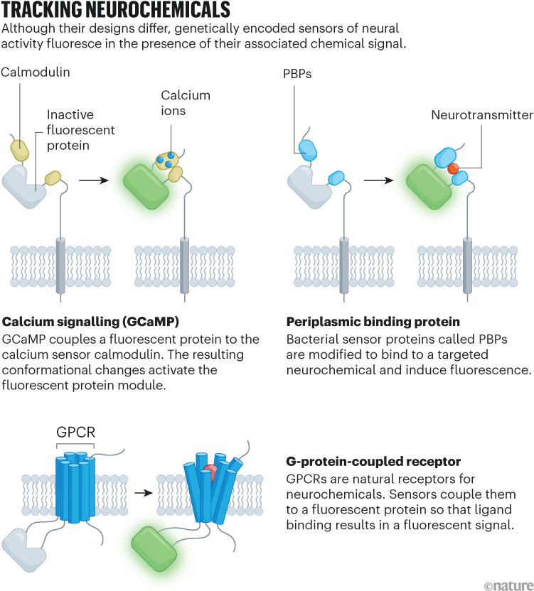 كيف أضاءت أجهزة الاستشعار المشفرة وراثيا علم الأعصاب 2 d41586 025 03639 8 51692272