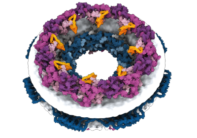 d41586 025 03713 1 20323140