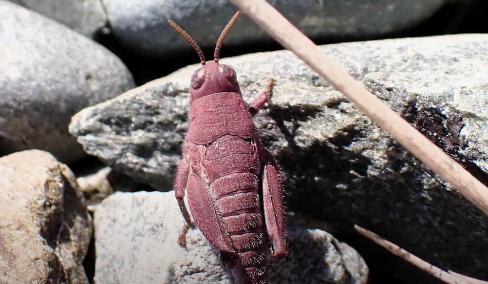 تم العثور على جندب وردي غير عادي في نيوزيلندا