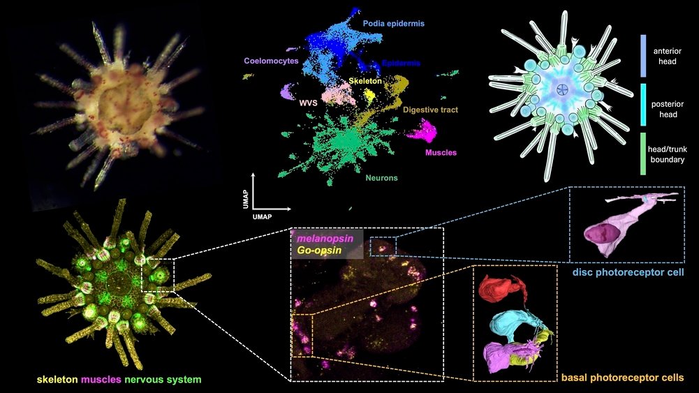 لقد أحدثت قنافذ البحر ثورة في فهم علماء الأحياء لتطور الدماغ