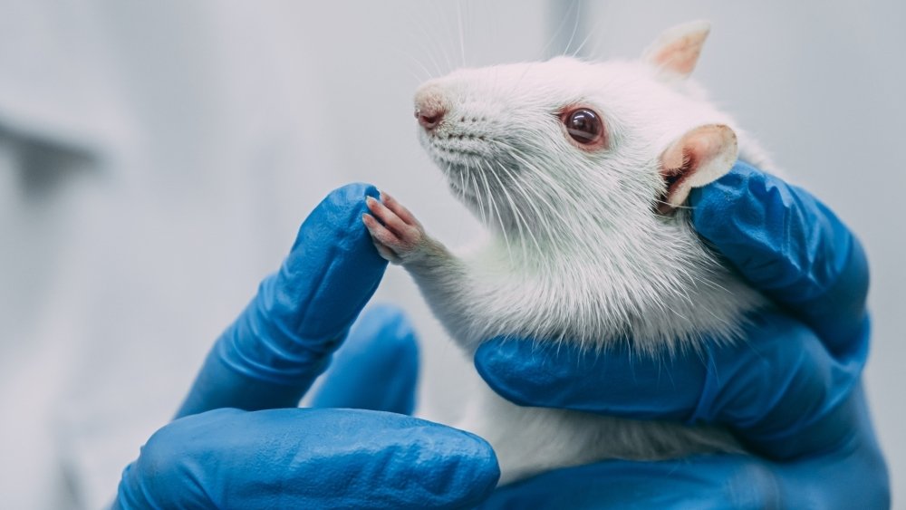 كيف تؤثر هرمونات الدورة الشهرية على اتخاذ القرار والتعلم