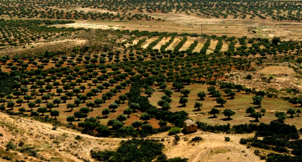 أحد أكبر مصانع زيت الزيتون الروماني الموجودة في تونس