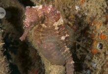 أصل الحقيبة الحضنة لذكور فرس البحر