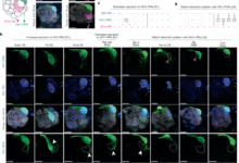 إعادة توصيل الدائرة الشمية عن طريق تغيير الكود التوافقي لسطح الخلية