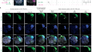 إعادة توصيل الدائرة الشمية عن طريق تغيير الكود التوافقي لسطح الخلية