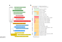 استمرت السلالة الجينية البشرية المميزة في وسط الأرجنتين لمدة 8500 عام