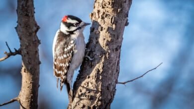 اكتشف علماء الأحياء كيف يتحمل نقار الخشب حمولات زائدة تصل إلى 400 جرام