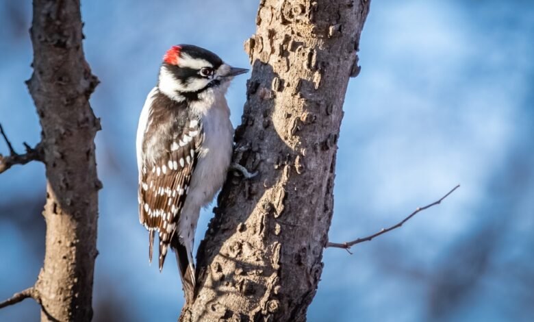 اكتشف علماء الأحياء كيف يتحمل نقار الخشب حمولات زائدة تصل إلى 400 جرام