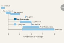 التعرف على المالك الغامض لقدم أشباه البشر الأفريقيين