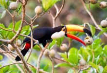 التغيرات في استخدام الأراضي تهدد شبكة الأمان للطيور