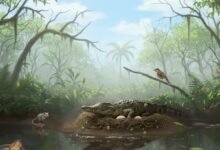 العثور على أحفورة في الفناء الخلفي عمرها 55 مليون عام صادمة لعلماء الحفريات