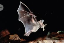 بحلول الوقت الذي تسمع فيه هذه الخفافيش، يكون قد فات الأوان