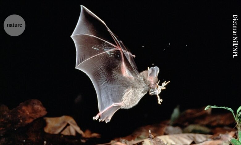 بحلول الوقت الذي تسمع فيه هذه الخفافيش، يكون قد فات الأوان 1 بحلول الوقت الذي تسمع فيه هذه الخفافيش، يكون قد فات الأوان