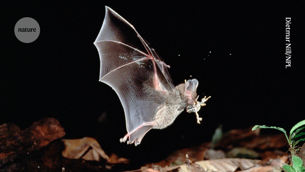 بحلول الوقت الذي تسمع فيه هذه الخفافيش، يكون قد فات الأوان