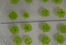 بقي هذا النبات في الفضاء الخارجي لمدة 9 أشهر وأدهش علماء الأحياء