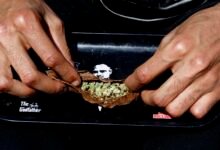 "تأثير ترامب" يثير الآمال في حشد القنب