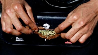 "تأثير ترامب" يثير الآمال في حشد القنب