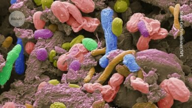 تساعد بكتيريا الأمعاء الفئران على البقاء نحيفة