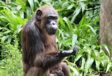 a chimpanzee sits as if in contemplation