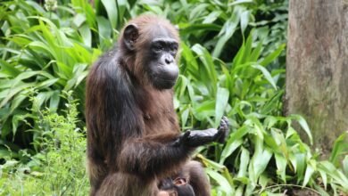 تشير دراسة جديدة إلى أن الشمبانزي "يفكر في التفكير" من أجل تقييم الأدلة والتخطيط لأفعاله 3 a chimpanzee sits as if in contemplation