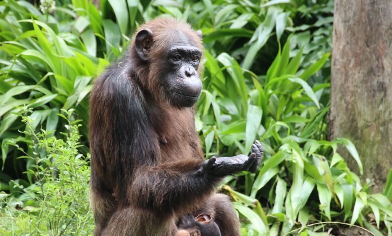 تشير دراسة جديدة إلى أن الشمبانزي "يفكر في التفكير" من أجل تقييم الأدلة والتخطيط لأفعاله 1 a chimpanzee sits as if in contemplation