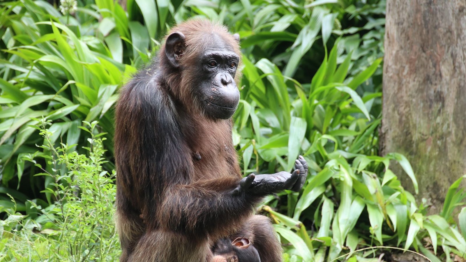 تشير دراسة جديدة إلى أن الشمبانزي "يفكر في التفكير" من أجل تقييم الأدلة والتخطيط لأفعاله 3 a chimpanzee sits as if in contemplation